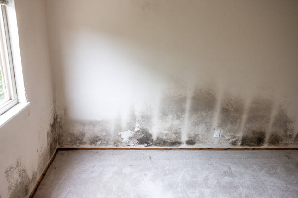 Biohazard Mold Removal in Hanover Park, IL